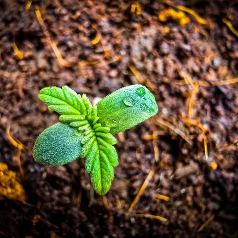 First strawberry haze growlog timeline photo