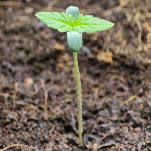 First strawberry haze growlog timeline photo