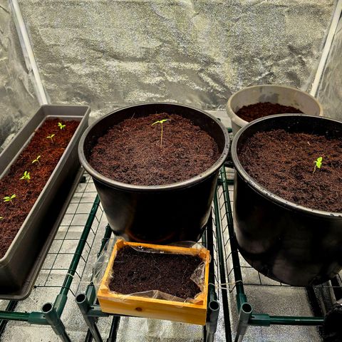 First strawberry haze growlog timeline photo