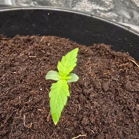 First strawberry haze growlog timeline photo