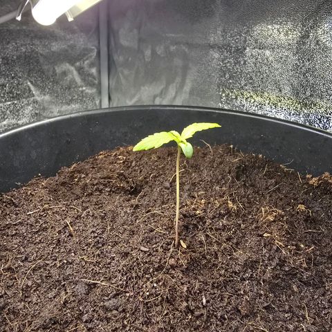 First strawberry haze growlog timeline photo