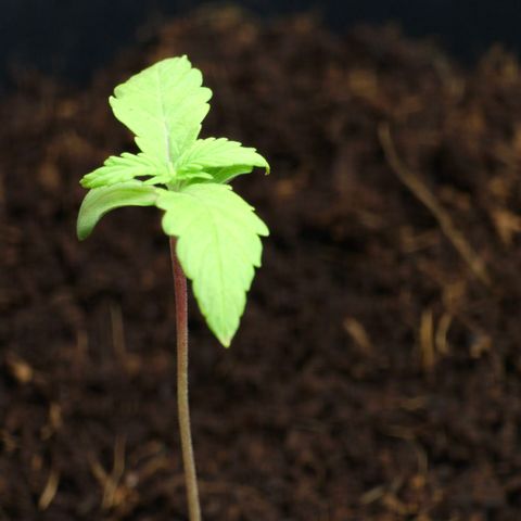 First strawberry haze growlog timeline photo