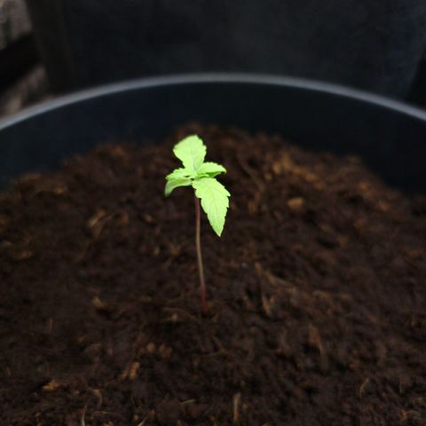 First strawberry haze growlog timeline photo