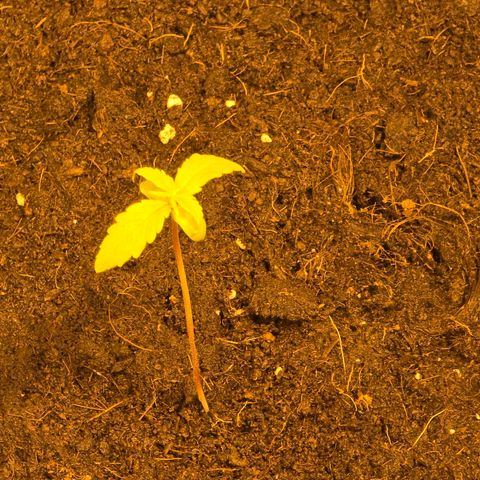 First strawberry haze growlog timeline photo