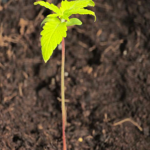 First strawberry haze growlog timeline photo
