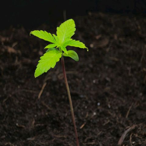 First strawberry haze growlog timeline photo