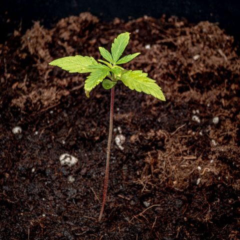 First strawberry haze growlog timeline photo