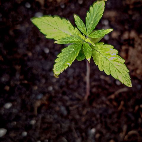 First strawberry haze growlog timeline photo