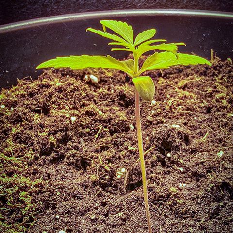 First strawberry haze growlog timeline photo