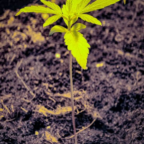First strawberry haze growlog timeline photo