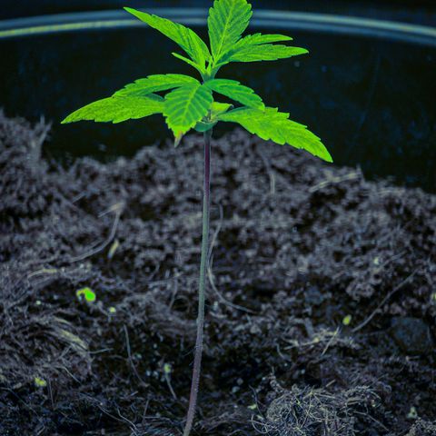 First strawberry haze growlog timeline photo