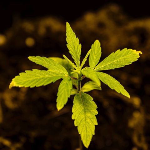 First strawberry haze growlog timeline photo