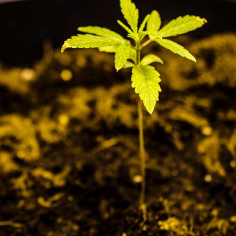 First strawberry haze growlog timeline photo