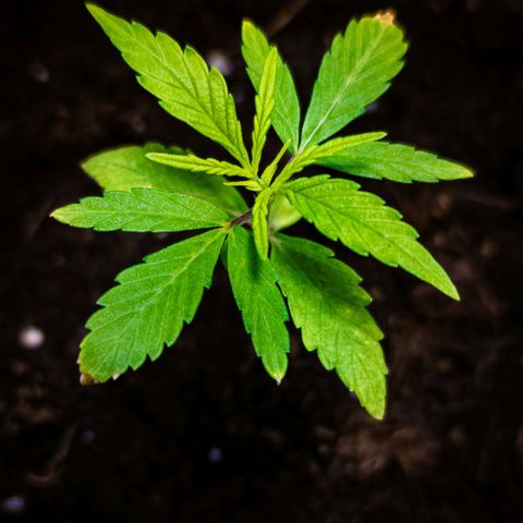 First strawberry haze growlog photo: New leaves look okay.   Grows slowly