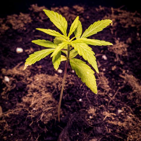 First strawberry haze growlog timeline photo