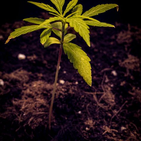 First strawberry haze growlog timeline photo