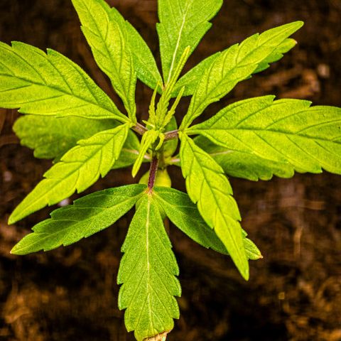 First strawberry haze growlog timeline photo
