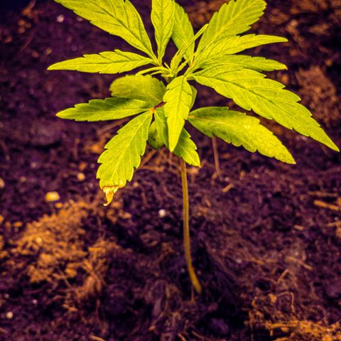 First strawberry haze growlog timeline photo