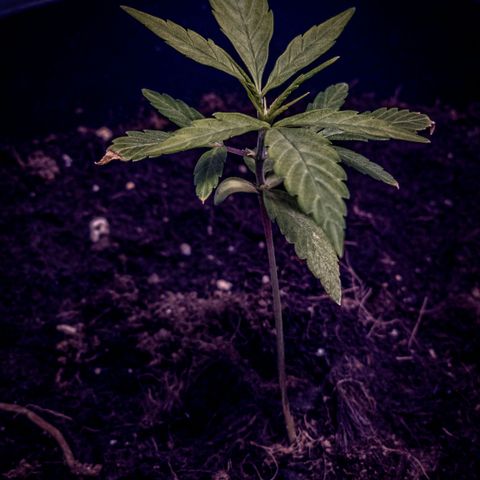 First strawberry haze growlog timeline photo