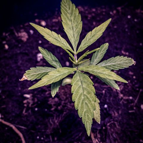 First strawberry haze growlog timeline photo