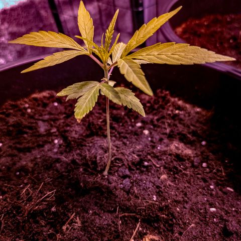 First strawberry haze growlog timeline photo