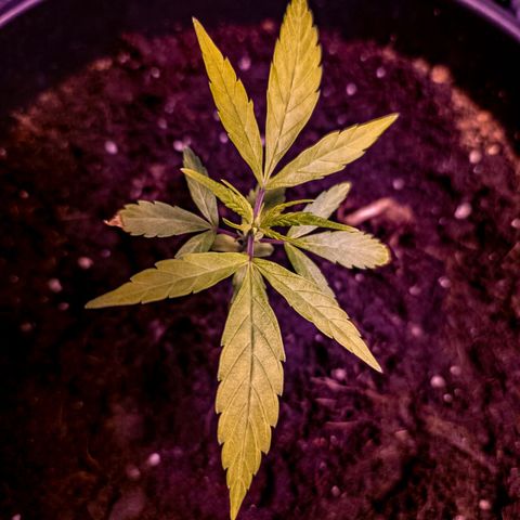 First strawberry haze growlog timeline photo