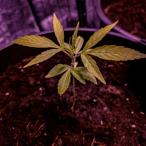First strawberry haze growlog timeline photo