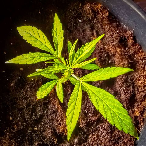 First strawberry haze growlog timeline photo