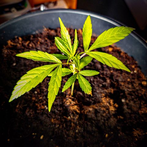 First strawberry haze growlog timeline photo