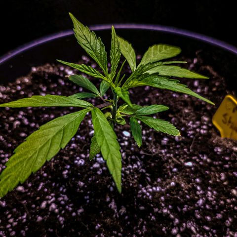 First strawberry haze growlog timeline photo