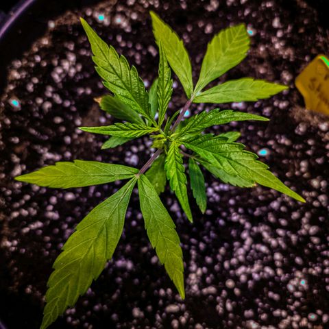 First strawberry haze growlog timeline photo