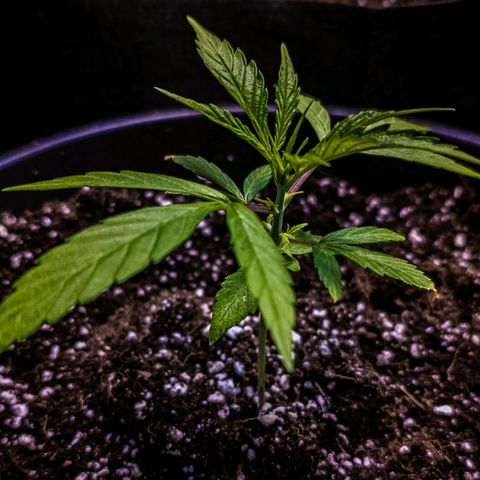 First strawberry haze growlog timeline photo