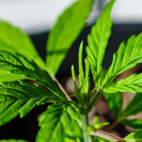 First strawberry haze growlog timeline photo