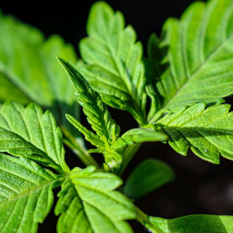 First strawberry haze growlog timeline photo