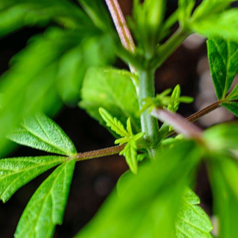 First strawberry haze growlog timeline photo