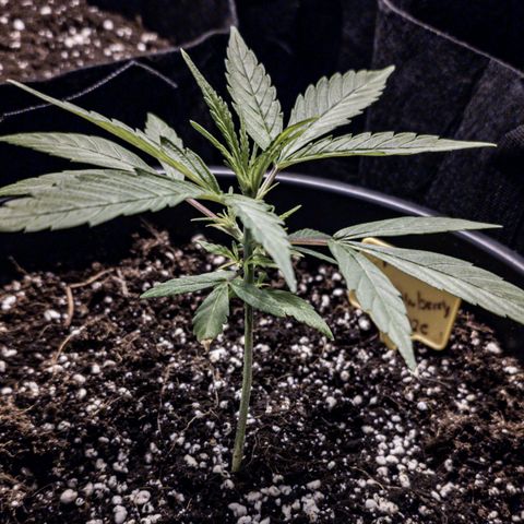 First strawberry haze growlog timeline photo