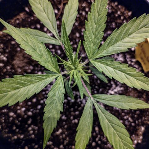 First strawberry haze growlog timeline photo