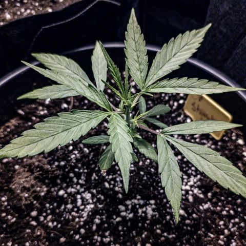First strawberry haze growlog timeline photo