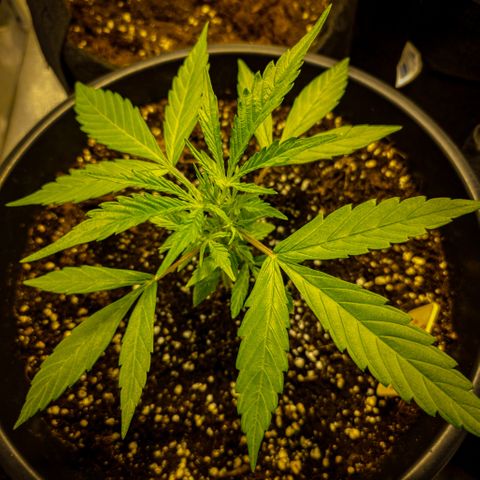 First strawberry haze growlog timeline photo