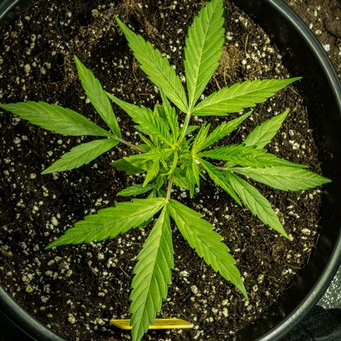 First strawberry haze growlog timeline photo