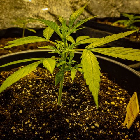 First strawberry haze growlog timeline photo