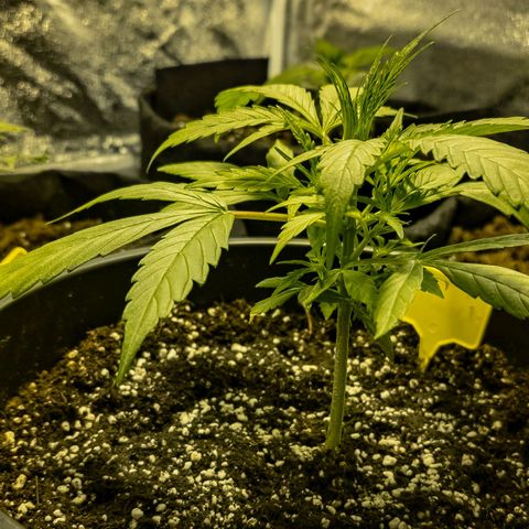 First strawberry haze growlog timeline photo
