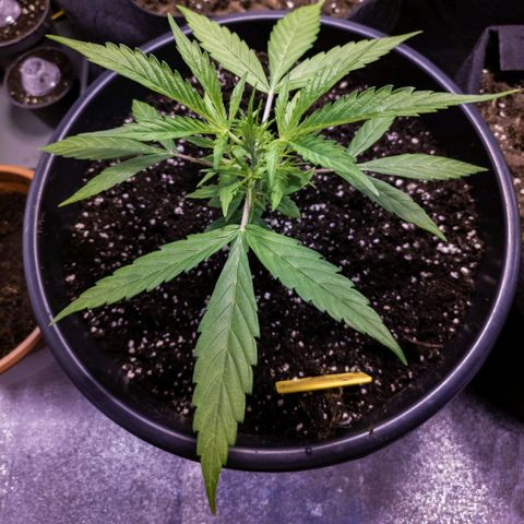 First strawberry haze growlog timeline photo