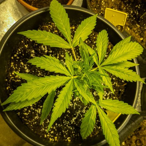 First strawberry haze growlog timeline photo