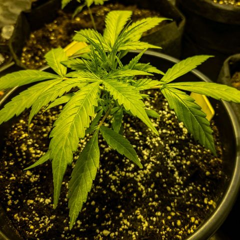 First strawberry haze growlog timeline photo
