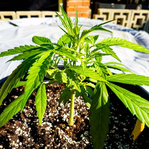 First strawberry haze growlog timeline photo