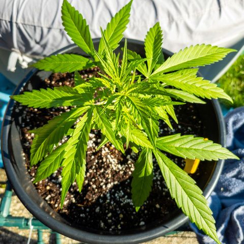 First strawberry haze growlog timeline photo