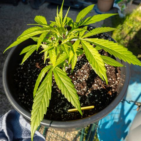 First strawberry haze growlog timeline photo