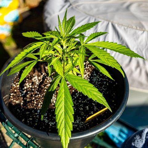 First strawberry haze growlog timeline photo