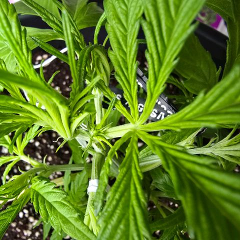 First strawberry haze growlog timeline photo
